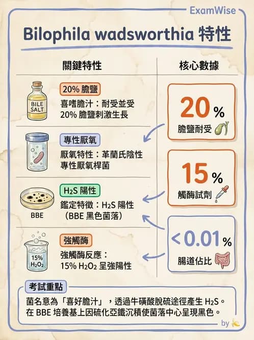 醫檢師 - 厭氧菌 - AI 圖文解析預覽