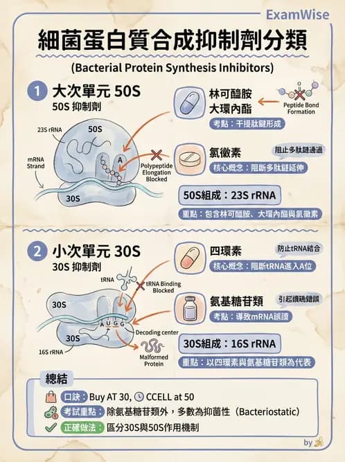 醫檢師 - 抗微生物製劑 - AI 圖文解析預覽
