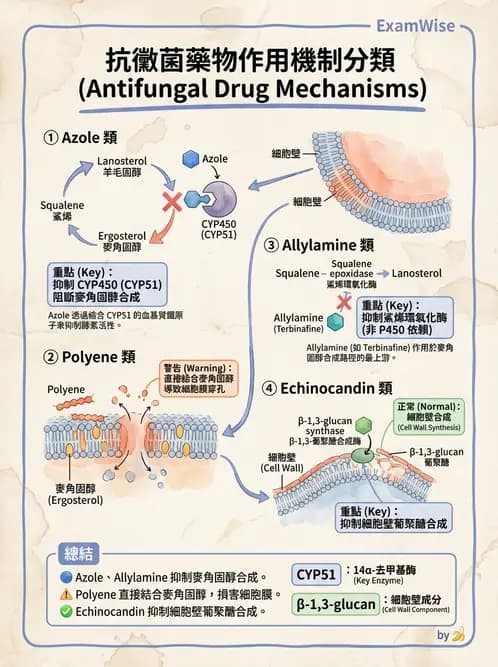 醫檢師 - 真菌診斷與治療 - AI 圖文解析預覽