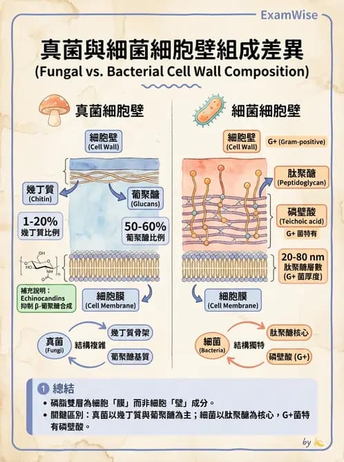 醫檢師 - 真菌診斷與治療 - AI 圖文解析預覽