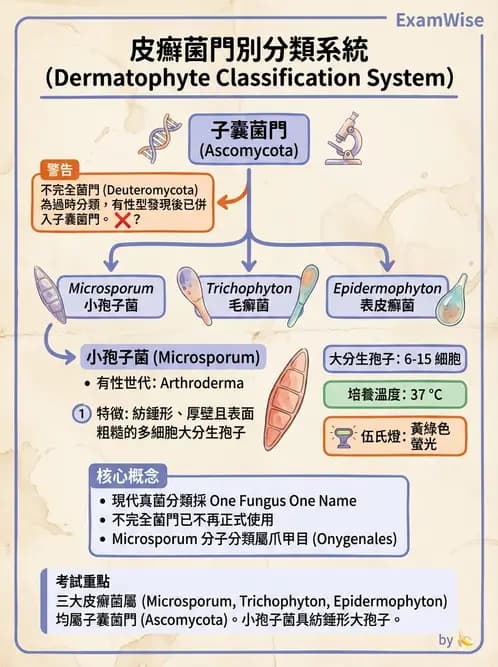 醫檢師 - 皮膚與皮下真菌感染 - AI 圖文解析預覽