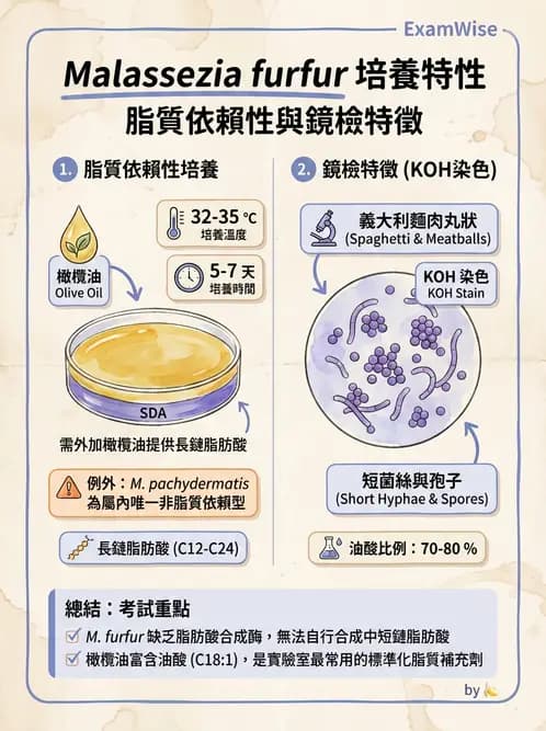 醫檢師 - 皮膚與皮下真菌感染 - AI 圖文解析預覽