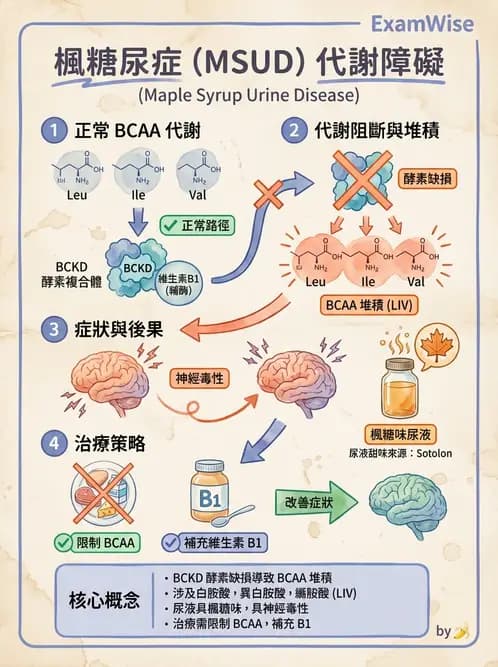 醫檢師 - 胺基酸代謝與先天性疾病 - AI 圖文解析預覽