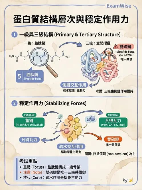 醫檢師 - 血清蛋白與蛋白質檢測 - AI 圖文解析預覽
