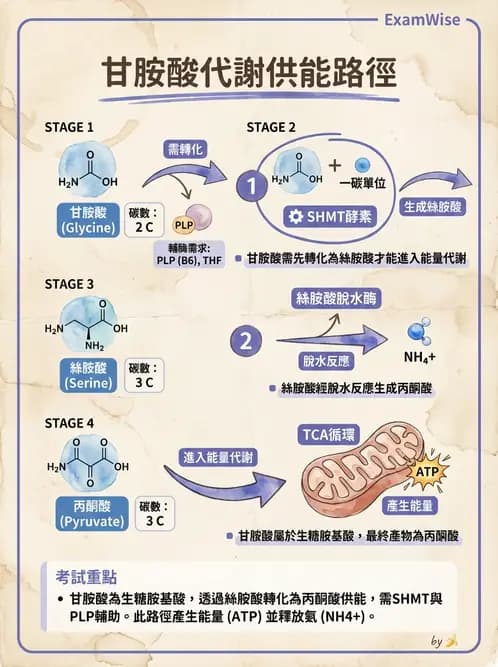醫檢師 - 胺基酸代謝與先天性疾病 - AI 圖文解析預覽