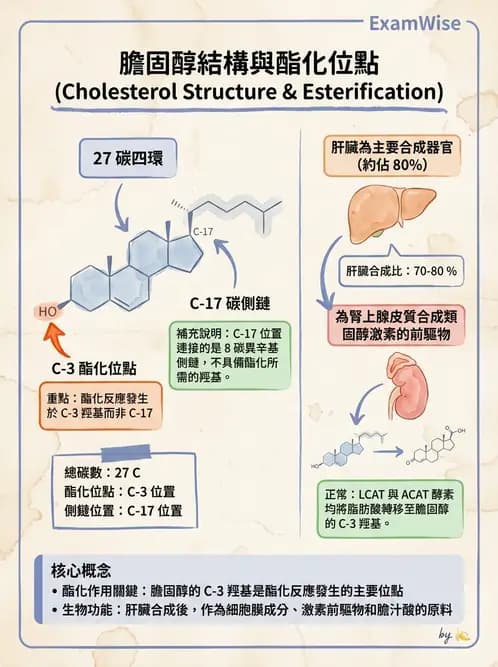 醫檢師 - 脂質代謝與酮體 - AI 圖文解析預覽