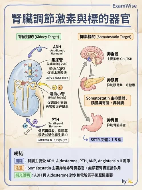 醫檢師 - 腎上腺與生殖內分泌 - AI 圖文解析預覽
