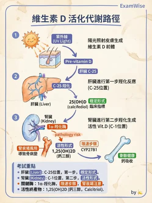 醫檢師 - 維生素 - AI 圖文解析預覽