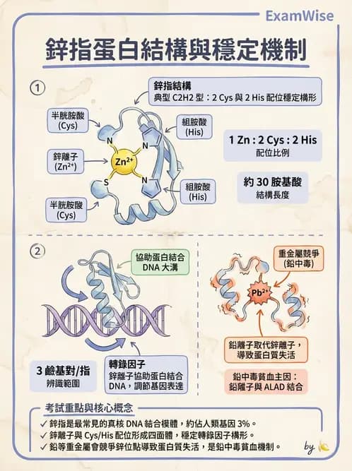 醫檢師 - 電解質與微量元素 - AI 圖文解析預覽