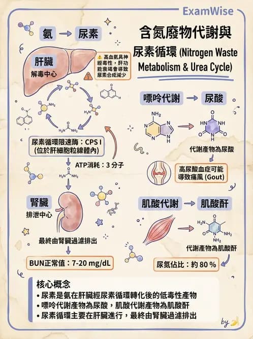 醫檢師 - 腎臟機能與代謝評估 - AI 圖文解析預覽