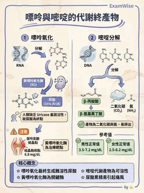 醫檢師 - 腎臟機能與代謝評估 - AI 圖文解析預覽