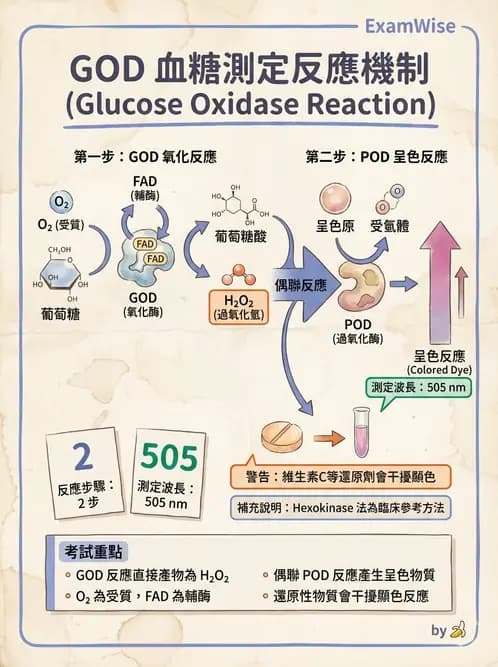 醫檢師 - 醣類代謝與糖尿病 - AI 圖文解析預覽