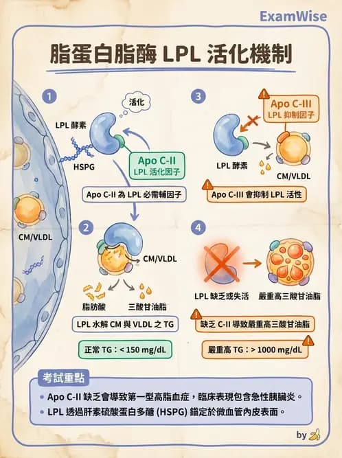 醫檢師 - 脂蛋白分類與臨床應用 - AI 圖文解析預覽
