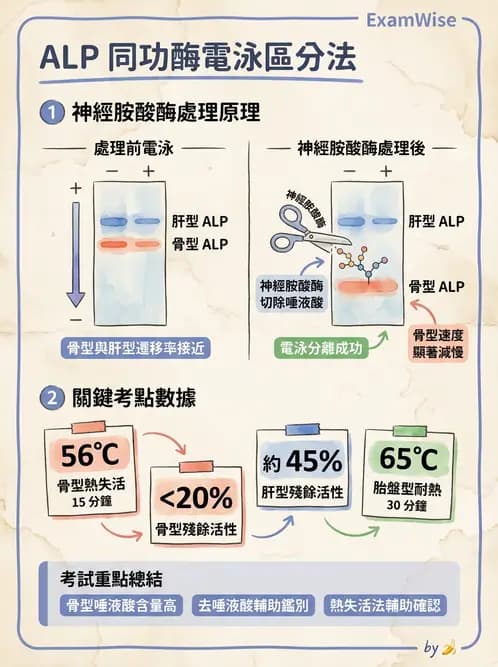 醫檢師 - 臨床酵素學基礎 - AI 圖文解析預覽
