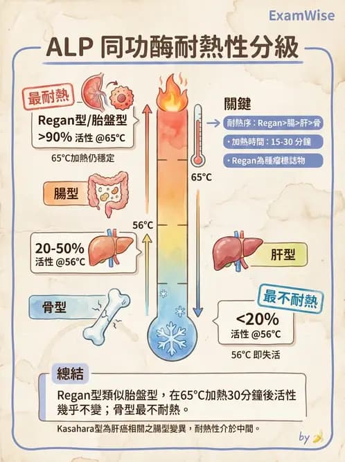醫檢師 - 臨床酵素學基礎 - AI 圖文解析預覽