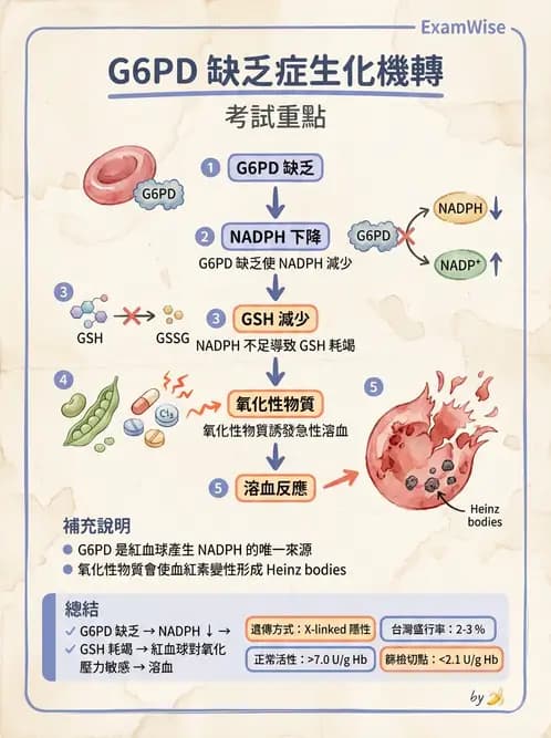 醫檢師 - 臨床酵素學基礎 - AI 圖文解析預覽