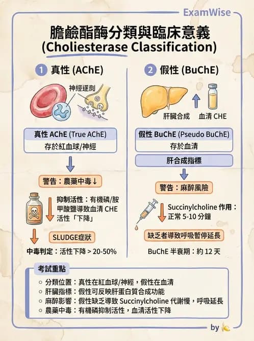 醫檢師 - 肝臟機能與胰臟酵素 - AI 圖文解析預覽