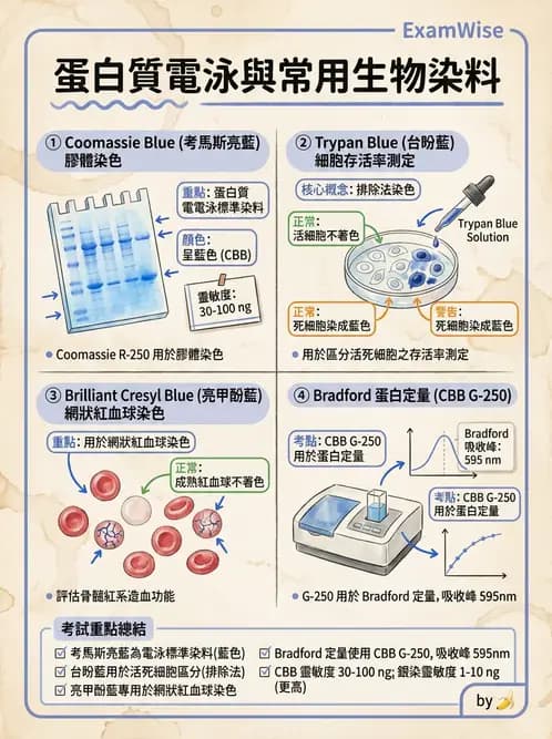 醫檢師 - 血清蛋白與蛋白質檢測 - AI 圖文解析預覽