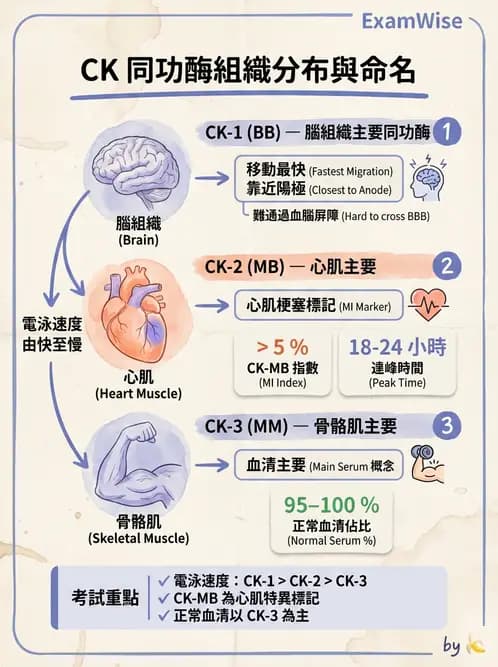 醫檢師 - 心肌標誌與心臟診斷 - AI 圖文解析預覽