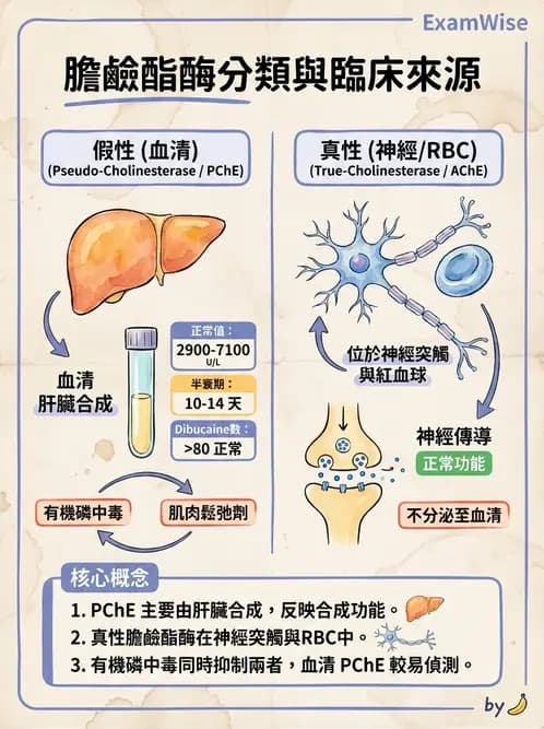 醫檢師 - 肝臟機能與胰臟酵素 - AI 圖文解析預覽