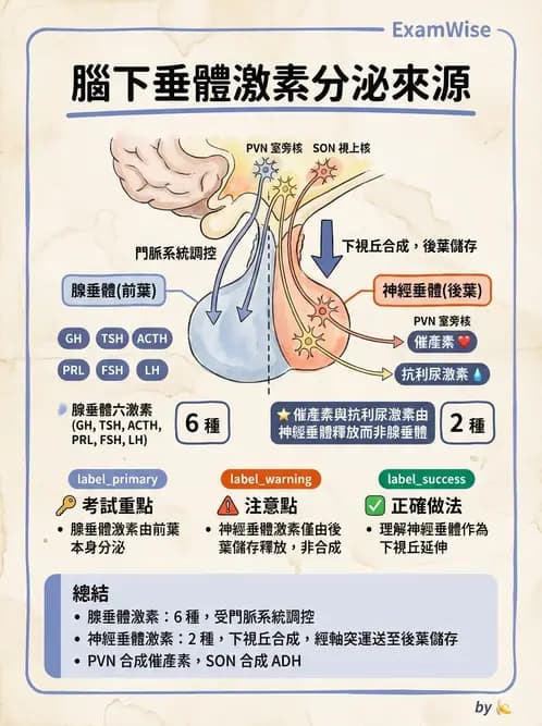 醫檢師 - 甲狀腺與垂體內分泌 - AI 圖文解析預覽