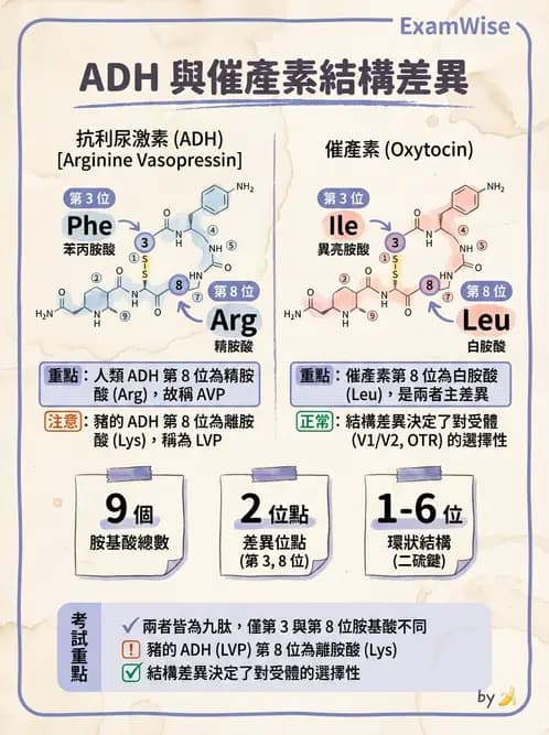 醫檢師 - 甲狀腺與垂體內分泌 - AI 圖文解析預覽