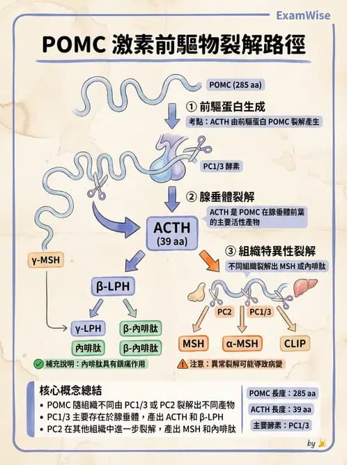 醫檢師 - 甲狀腺與垂體內分泌 - AI 圖文解析預覽