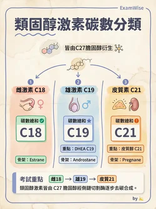 醫檢師 - 腎上腺與生殖內分泌 - AI 圖文解析預覽