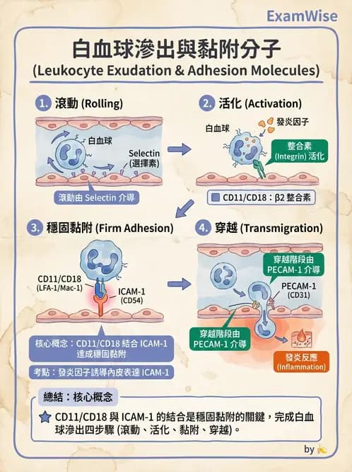 醫檢師 - 先天免疫與補體系統 - AI 圖文解析預覽