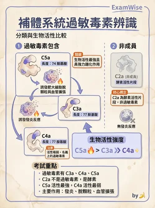醫檢師 - 先天免疫與補體系統 - AI 圖文解析預覽