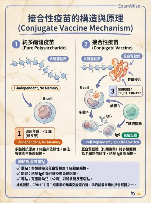 醫檢師 - 腫瘤免疫學免疫療法及疫苗 - AI 圖文解析預覽
