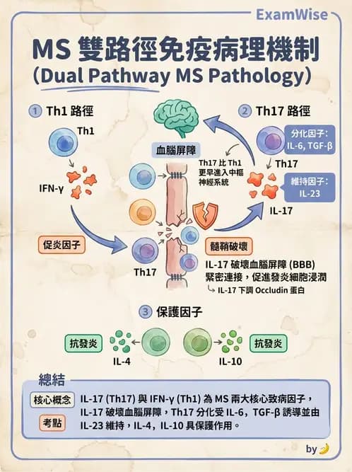 醫檢師 - 其他自體免疫疾病與自體抗體檢驗 - AI 圖文解析預覽