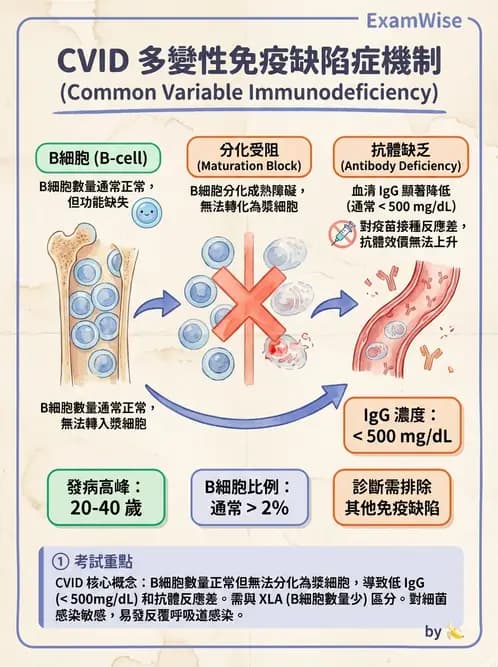 醫檢師 - 免疫缺陷 - AI 圖文解析預覽