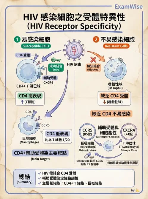 醫檢師 - 反轉錄病毒(HIV/HTLV) - AI 圖文解析預覽