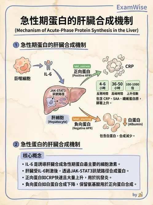 醫檢師 - 急性發炎蛋白與微生物感染血清學 - AI 圖文解析預覽