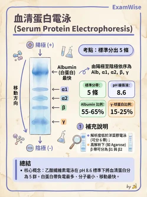 醫檢師 - 實驗室測試免疫法 - AI 圖文解析預覽