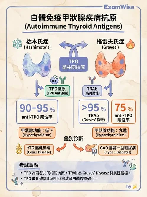 醫檢師 - 其他自體免疫疾病與自體抗體檢驗 - AI 圖文解析預覽