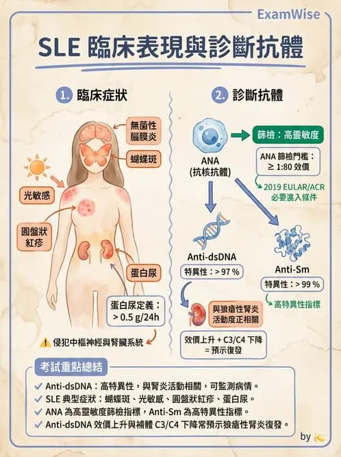 醫檢師 - 全身性紅斑性狼瘡與抗磷脂質症候群 - AI 圖文解析預覽