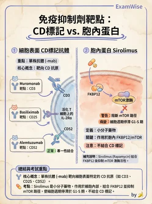 醫檢師 - 組織型與移植免疫學 - AI 圖文解析預覽