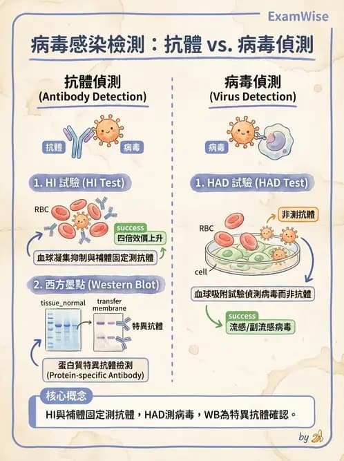 醫檢師 - 病毒檢驗技術 - AI 圖文解析預覽