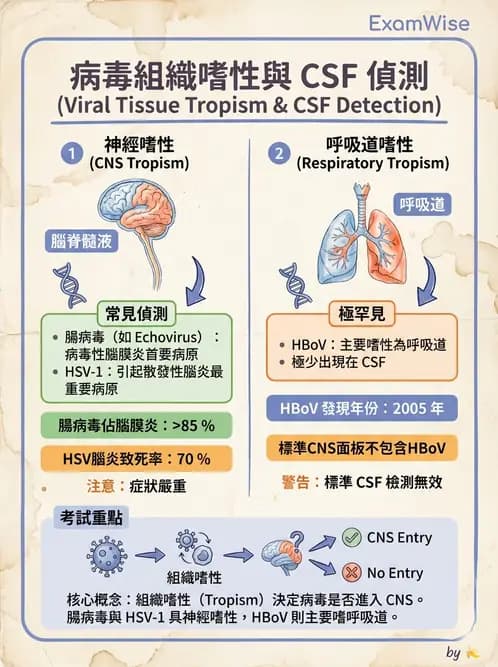 醫檢師 - 細小病毒與多瘤病毒 - AI 圖文解析預覽
