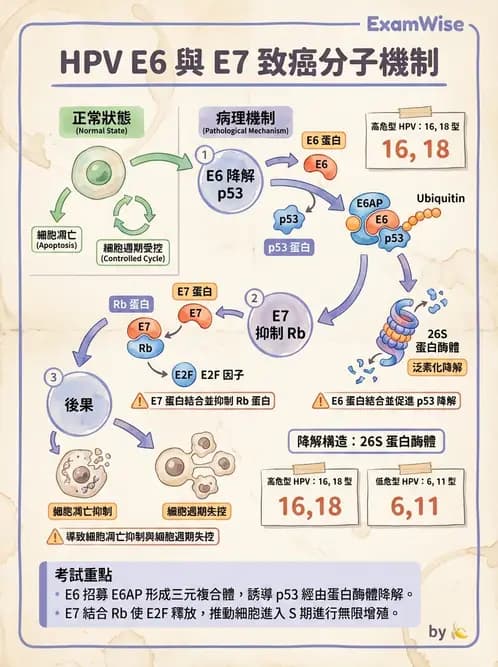 醫檢師 - 人類乳突病毒 - AI 圖文解析預覽
