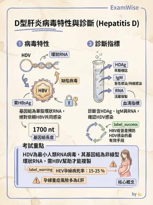 醫檢師 - B型肝炎病毒 - AI 圖文解析預覽