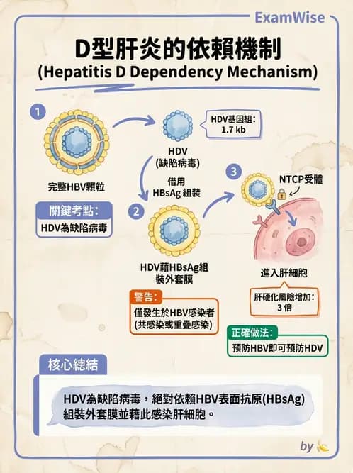 醫檢師 - B型肝炎病毒 - AI 圖文解析預覽