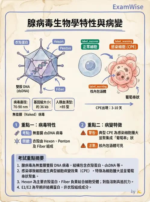 醫檢師 - 腺病毒與痘病毒 - AI 圖文解析預覽