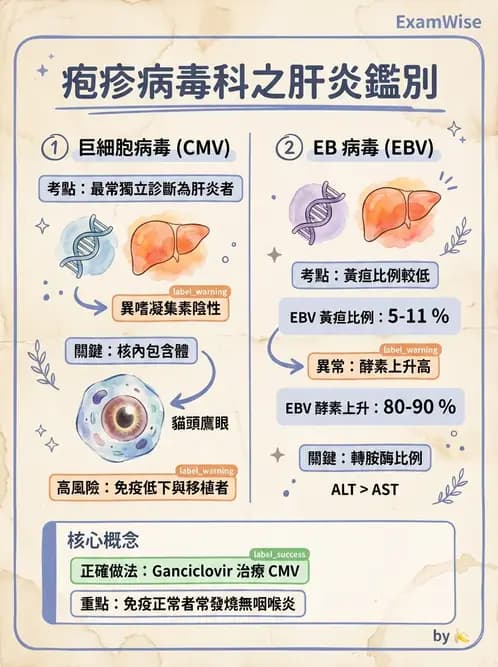 醫檢師 - 疱疹病毒科 - AI 圖文解析預覽