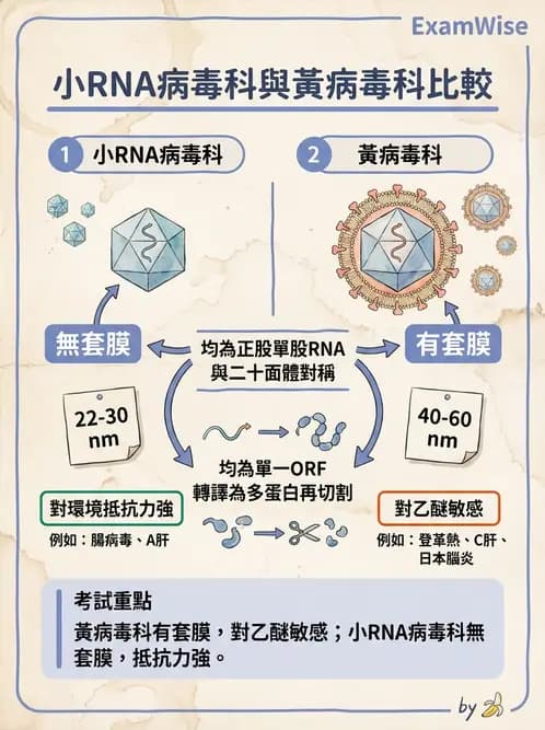 醫檢師 - 黃病毒科與蟲媒病毒 - AI 圖文解析預覽