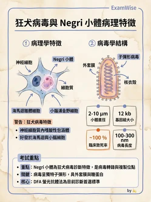 醫檢師 - 其他RNA病毒 - AI 圖文解析預覽