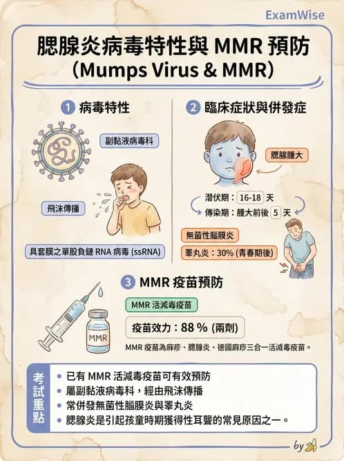 醫檢師 - 副黏液病毒科 - AI 圖文解析預覽