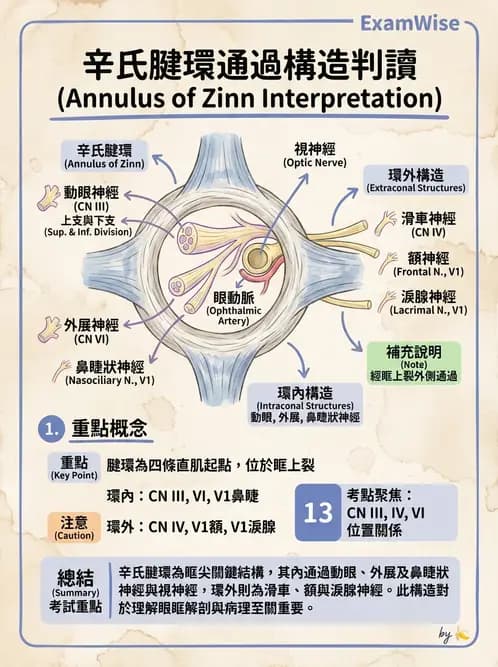 驗光師 - 眼窩骨骼與開口解剖 - AI 圖文解析預覽